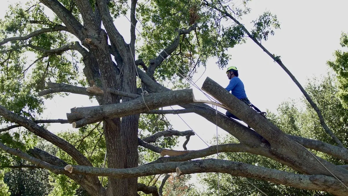 Professional Hazardous Tree Removal performed by certified arborists in Big Bend